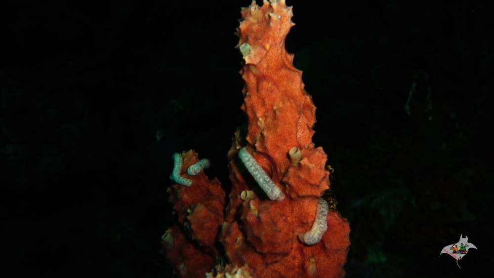 P1010969